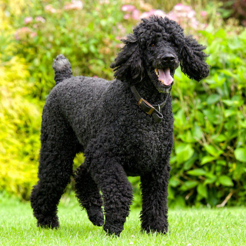 standard poodle hunting breeders