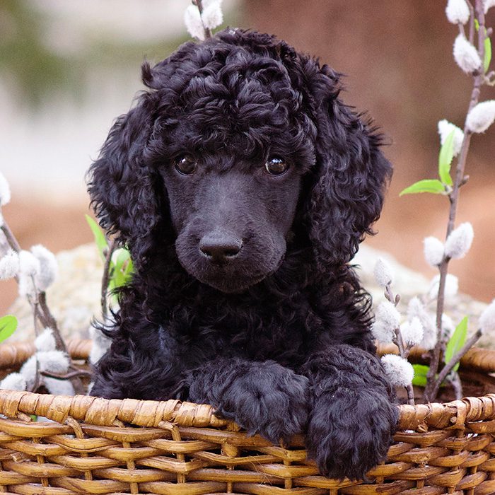 Standard Poodle Puppies Animal Kingdom Arizona