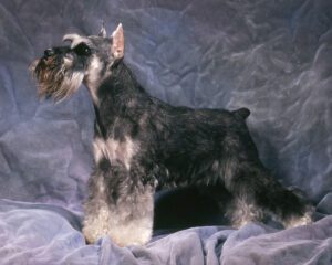 Standard schnauzer puppies sale