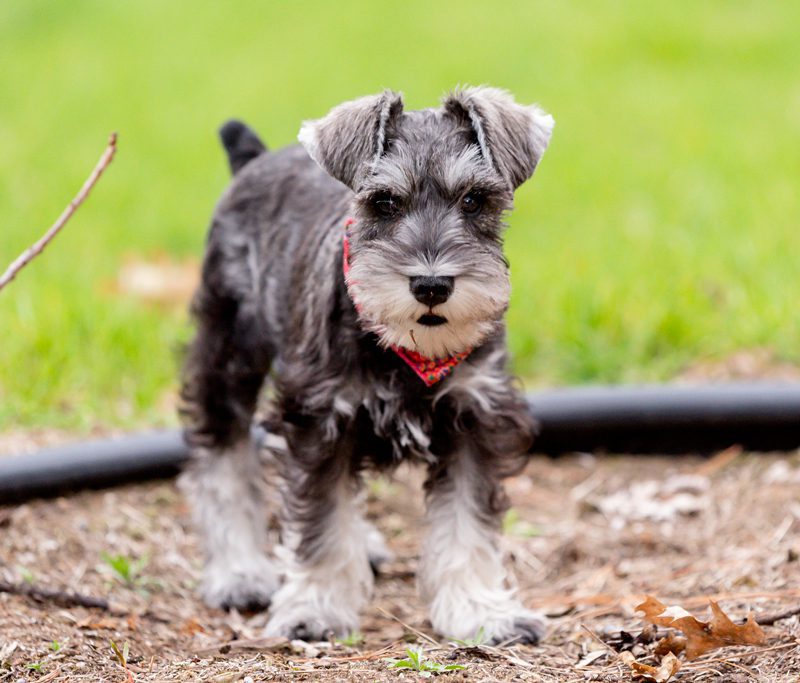 Standard Schnauzer Puppies Animal Kingdom Arizona