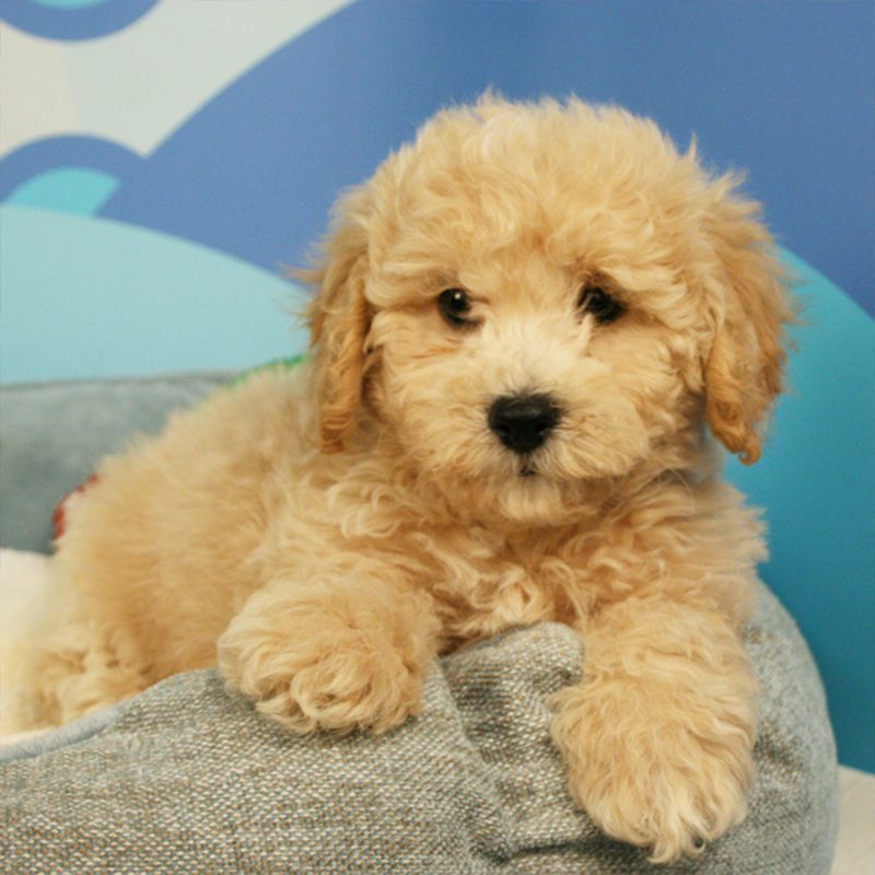 Malti-Poo Puppies Animal Kingdom Arizona