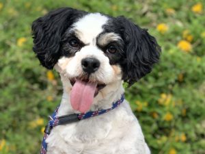 lhasa apso with its tongue out