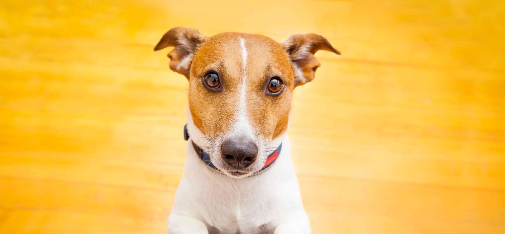 Jack Russell Terrier Dog Sitting on Floor