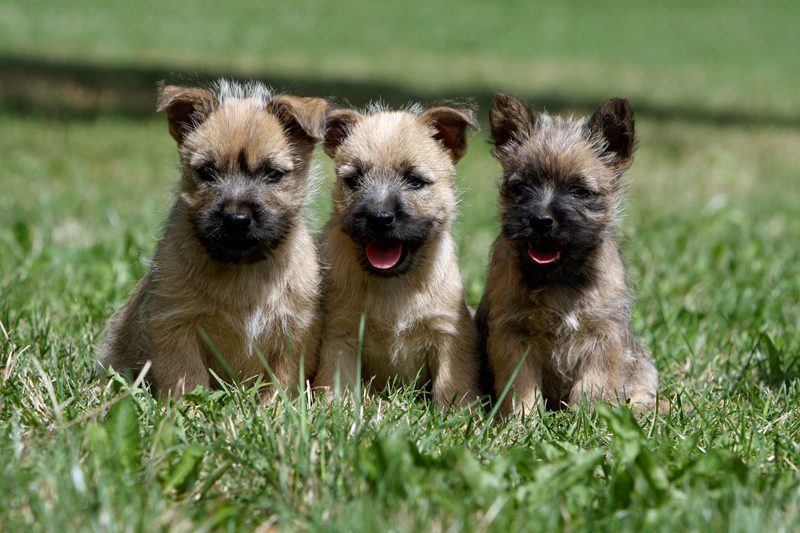 Cairn Terrier Puppies Animal Kingdom Arizona