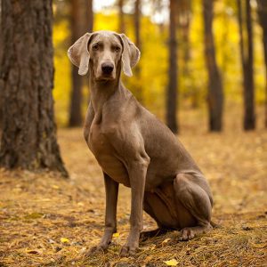 Weimaraner Puppies For Sale Animal Kingdom Arizona