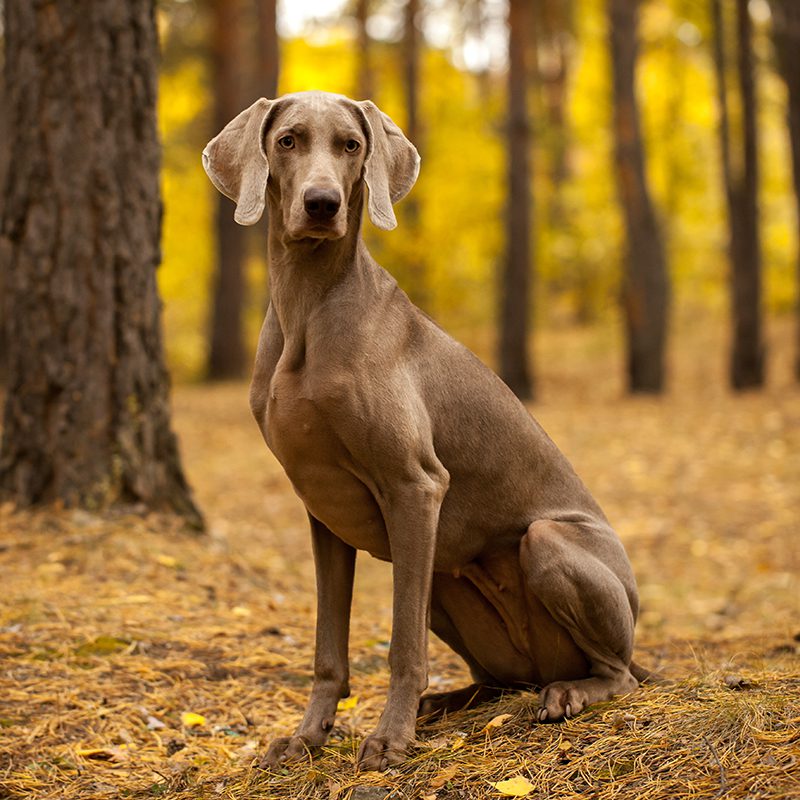 Weimaraner Puppies Available in Tucson & Phoenix AZ