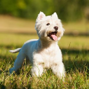 western highland terrier puppies