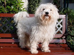 Westiepoo Puppies For Sale Animal Kingdom Arizona