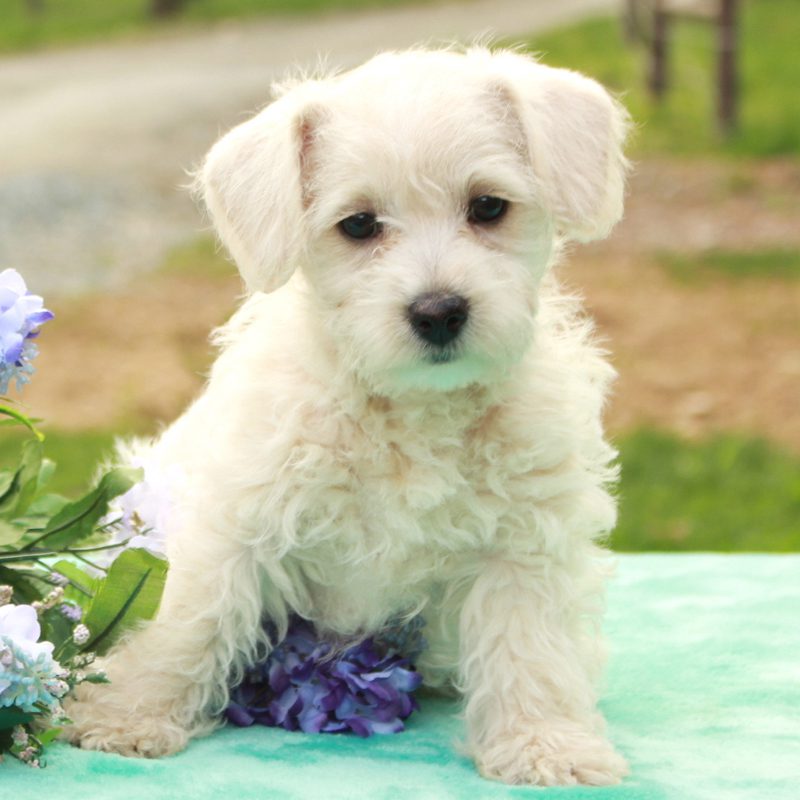 Westiepoo Puppies Animal Kingdom Arizona