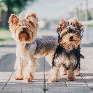 Yorkshire Terrier Puppies For Sale Animal Kingdom Arizona