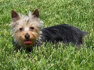 Martin & Marsha Graber Puppies Animal Kingdom Arizona