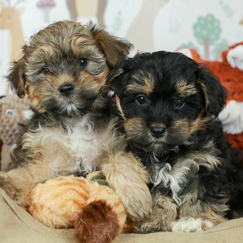 Yorkiepoo Puppies Animal Kingdom Arizona