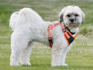 Zuchon (Teddy Bear) Puppies For Sale | Available in Phoenix & Tucson AZ