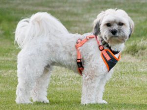 Zuchon (Teddy Bear) Puppies For Sale Animal Kingdom Arizona